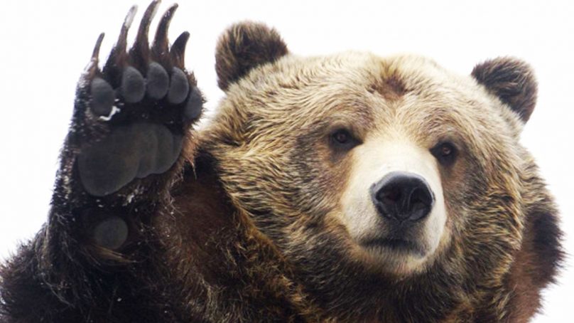 Osos matan a empleado de contratista minera en Alaska, EE.UU.