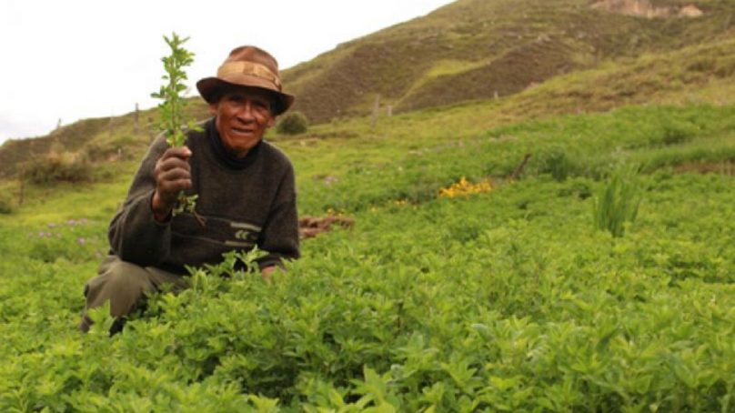 Ganaderos serán más competitivos con siembra de mejores pastos entregados por Buenaventura