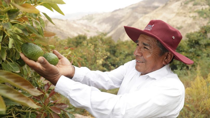 Southern fortalece cultivo orgánico de palto de productores de Chuchusquea, en Moquegua