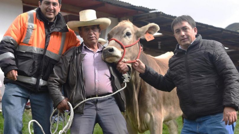 Cajamarca: Gold Fields donó 88 vaquillas a familias de Hualgayoc
