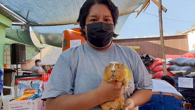 Moquegua: Southern aporta capital semilla para productores de cuyes en Torata