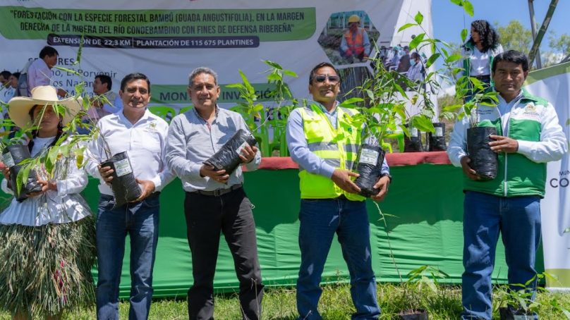 Pan American Silver se suma a proyecto para sembrar 115,000 plantones de bambúes para proteger el agro en Cajabamba