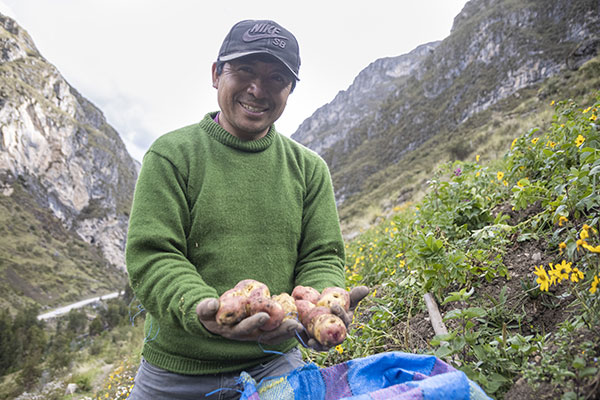 Programa agrícola: Antamina mejora rendimiento de parcelas para papa de más de 1,600 familias en Áncash
