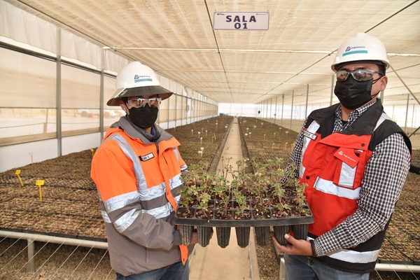 Quellaveco implementa «vivero inteligente» para forestar más de 100 hectáreas en Moquegua