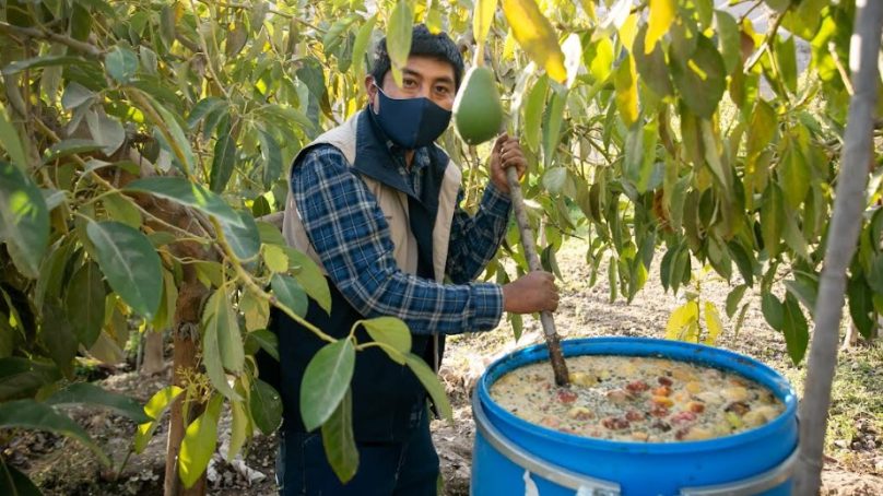 Anglo American Quellaveco: Agricultores de Tumilaca crean su propio biofertilizante como alternativa a los abonos químicos